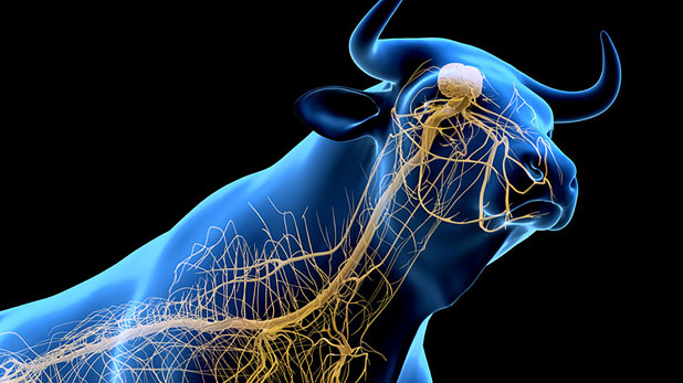 Fundamentos de fisiología del sistema nervioso