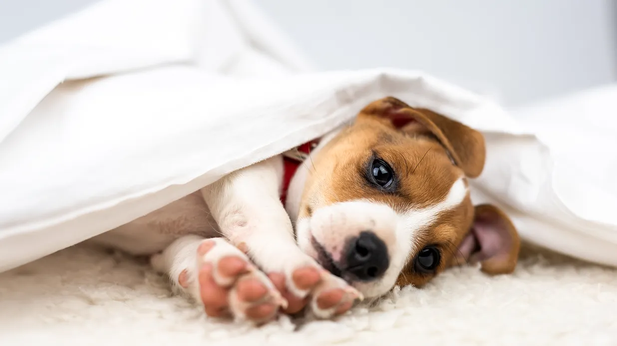 Toxicología en perros