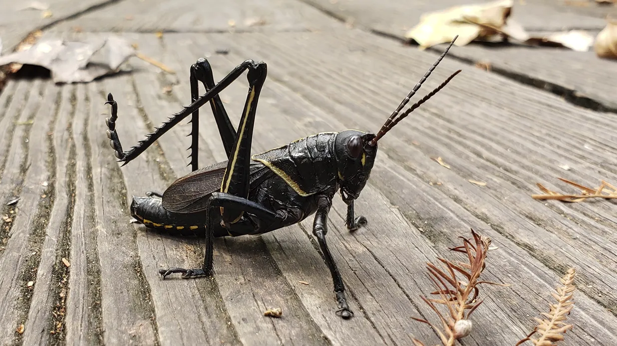 Introducción al mundo de los insectos